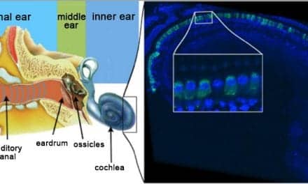 Researchers Restore Hearing via Gene Therapy in Deaf Mouse Model