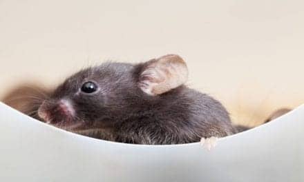 Gene Therapy in Mice with Usher Syndrome Type III May Help Prevent Hearing Loss, Study Shows